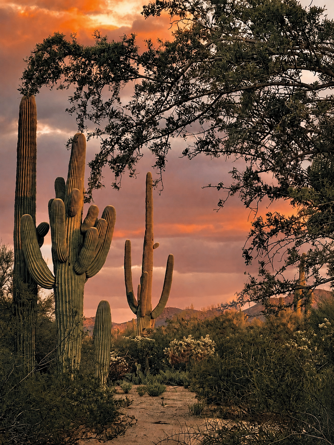 Arizona desert landscape at sunset